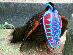 Продам Фазаны Моналы,  Трагопаны тиминко,  Сатиры,  Ушастые,  Эллиоты #1390234