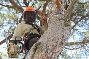 Спил деревьев Спил деревьев Спил деревьев #1380023