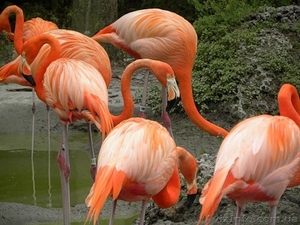 Купитть Лебеди,  Павлины,  Фазаны,  Утки,  Казарки,  Журавли можно у нас #1380108