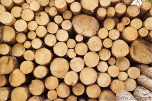 Лес –кругляк из хвойных пород дерева (пиловочник сосны) #1394057