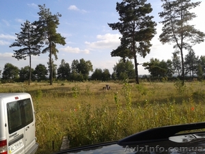 сосновый лес,  гостиница,  база отдыха,  котеджный городок #1386940