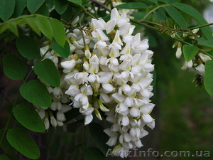 Садовые растения оптом. #1388256