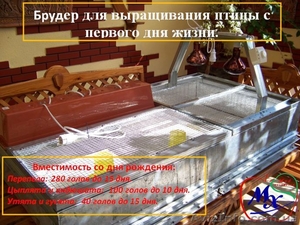 Выращивание цыплят в домашних условиях,  брудер. #1391179