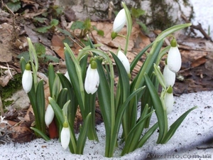 8 Березня на Закарпатті. #1379828