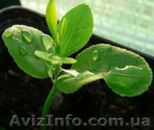 Удобрение Грунт Activ  #1384913