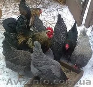 продам яйцо инкубационное #1390475