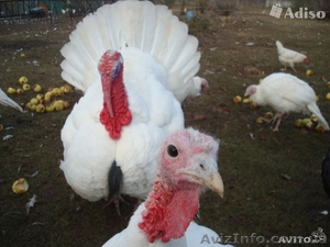 Индюшата суточные белые широкогрудые. запись на 27.06 #1387535