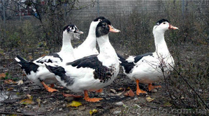 Крупный опт на экспорт уточек Мулард  Пекинка #1396875