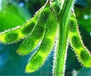 Семена посевной сои под раундап #1383122