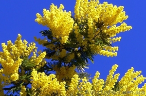 Продам Мимозу в Днепропетровске #1394509