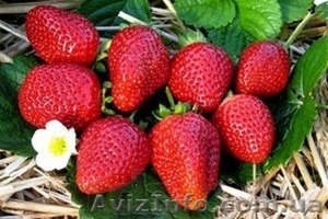 Продажа саженцев!!! #1389850