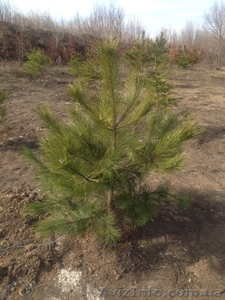Сосна крымская (с комом) оптом  #1388258