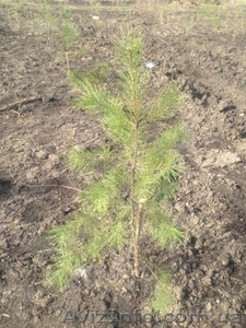 Сосна обыкновенная (без кома) оптом #1388262