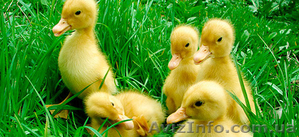 Утята суточные бройлерного кросса Темп #1391433