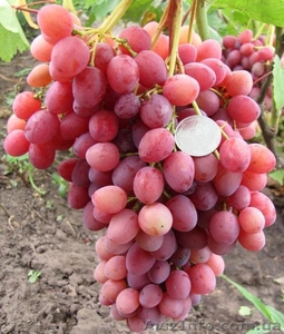 САЖЕНЦЫ СТОЛОВЫХ СОРТОВ ВИНОГРАДА #1396507