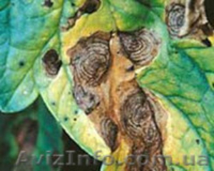 Продам Гербицид Гезагард,  Фумигант Фостер,  Монсанто. #1418844