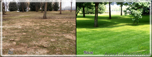 Восстановление газона,  реставрация газона #1405313