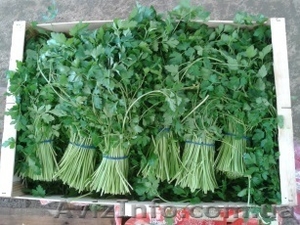 Продаем зелень из Испании #1406261