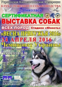 Выставка собак всех пород
