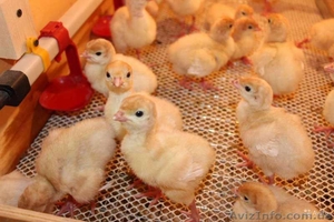 Продам индюшат. Индюшата Биг-6 оптом и в розницу  #1403634