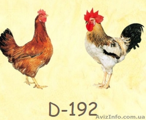 Куры,  несушки мясо-яичного направления Доминант (Dominant) #1402038
