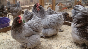 Продам породистых петухов;  брама светлая и куропатчатая,  кокинхин,  орпингтон  #1419020