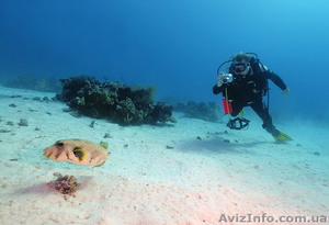 Дайвинг в Николаеве #1415582