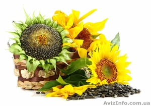 Закупаем подсолнух масличный #1414824