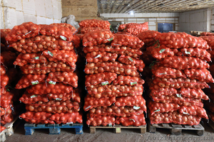 Лук оптом от производителя #1410551