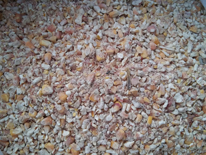 Зерноотходы кукурузы. Доставка по Украине #1415817