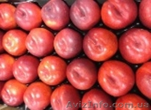 Нектарин. Прямые поставки из Испании #1410530