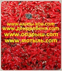 Черви для рыбалки. Навозные,  дождевые,  Дендробена пиявки #236091