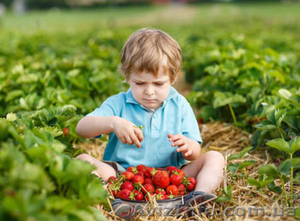 Саженцы клубники и земляники садовой #1415365