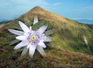 Услуги высококлассных юристов #1416968