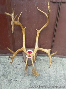 Продам рога северного оленя #1420412