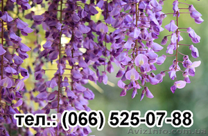 Саженцы Глицении морозоустойчивой почтой в любой город Украины #1441773