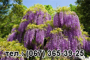 Вистерия морозостойкая цена от 25 грн.,  саженцы Глицинии продажа оптом в Украине #1442613