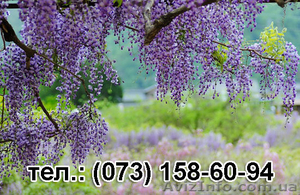 Саженцы Глицинии (Вистерии) морозоустойчивость доставка почтой по Украине #1442825