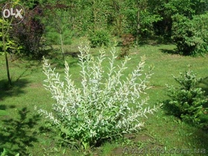  Ива цельнолистная Хакуро-Нишики #1427497