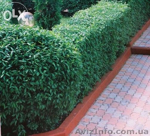  Cаженцы бирючина обыкновенная,  живая изгородь  #1427496