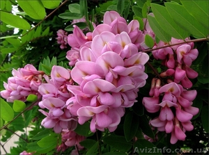  Саженцы розовой акации  #1427499