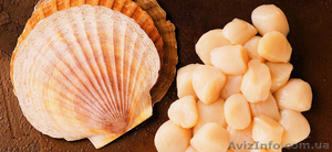 Гребешок морской в Одессе.  #1437514