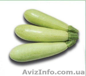 Семена кабачка KS 35 F1 фирмы Китано #1442421