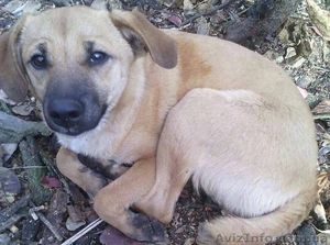 Помогите найти собаку! #1442702