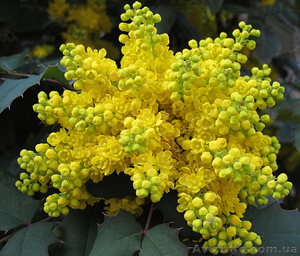  Магония падуболистная - саженцы #1427490