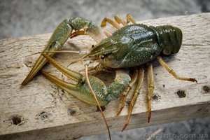 Куплю раки крупным и мелким оптом. #1453544