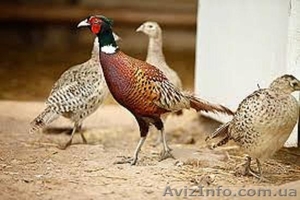 Продажа фазан годовалый и птенец разновозрастной. #1453624