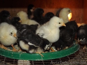 Гусята,  Цыплята из Балабино #1448905