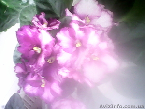 Продам узумбарскую фиалку #1453969