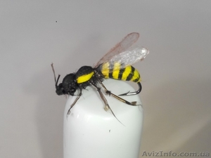 Мушки Оса,  комарики,  жуки,  мухи #1454226